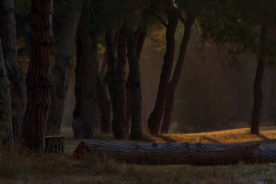 La moria dei pini a Ostia e il clima globale: perch� guardiamo il dito e non la Luna?